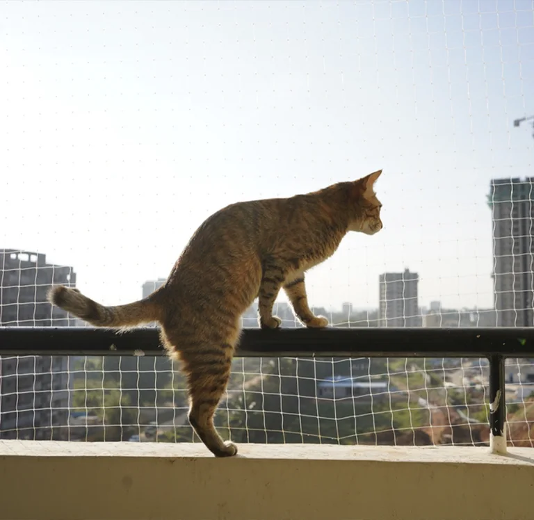 gato na varanda com tela de proteção na Mooca